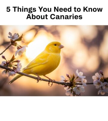 Master canary care with essential tips on housing, diet, grooming, and health maintenance.