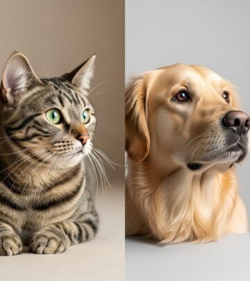 Discover the key differences between cats and dogs to better understand your pet's needs.
