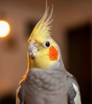 Essential guide to cockatiel care, behavior, and requirements for new and experienced bird owners.