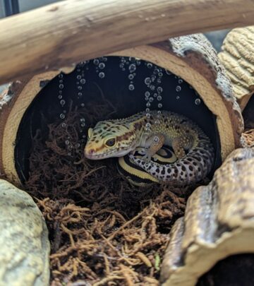 Essential guide to building humidity retreats that support shedding and hydration