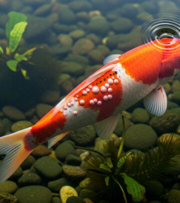 Discover effective strategies to identify, manage, and prevent carp pox in your koi pond for healthier, vibrant fish.