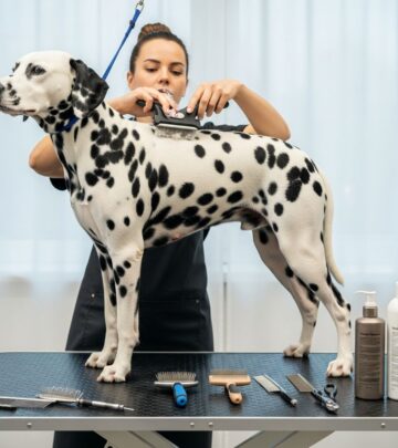 Discover proven techniques to keep your Dalmatian's coat shiny, skin healthy, and overall hygiene impeccable with our detailed grooming blueprint.