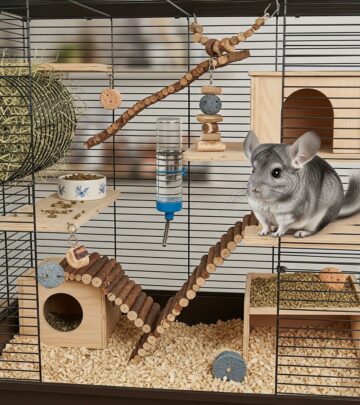 Discover how to create the perfect living space for your chinchilla with expert tips on enclosures, climate control, and daily upkeep for a happy, healthy pet.