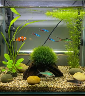 Master the fundamentals of keeping healthy pet fish with expert tips on aquariums, water quality, feeding, and disease prevention for thriving aquatic pets.