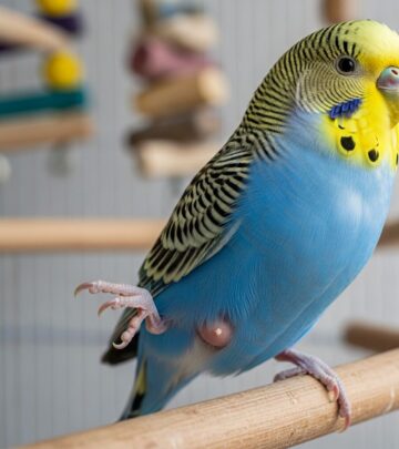 Essential guide to recognizing, preventing, and treating reproductive issues in pet birds for healthier flocks.