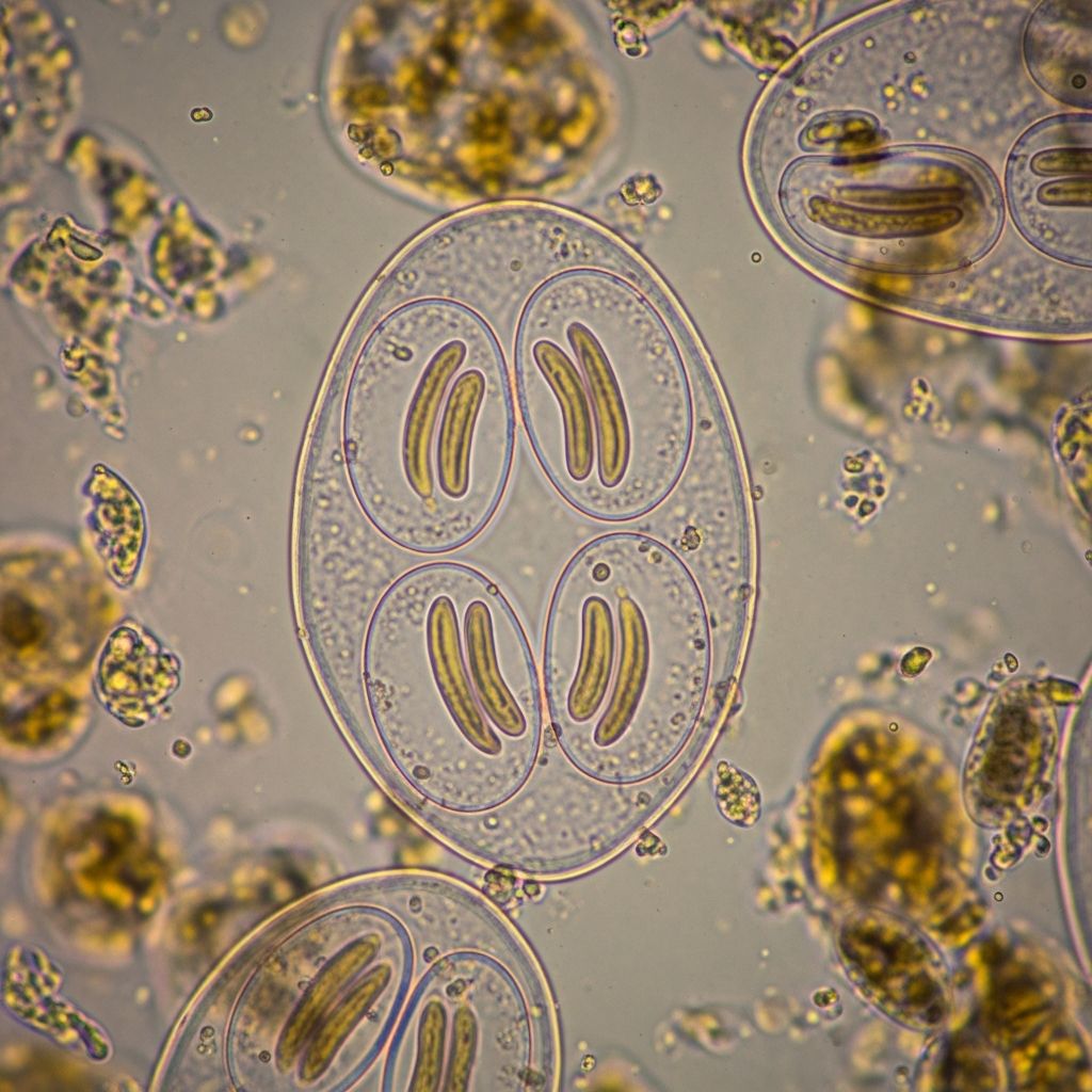 Sarcocystosis In Dogs: Expert Guide For Pet Owners Understand the hidden dangers of Sarcocystis parasites in dogs: from silent infections to severe muscle threats and vital prevention steps.