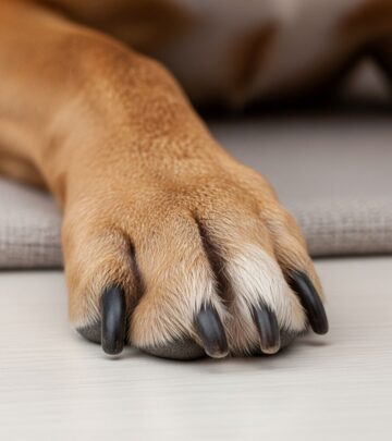 Explore the vital role of dog dewclaws in movement and stability, and weigh the pros and cons of surgical removal for your pet's well-being.